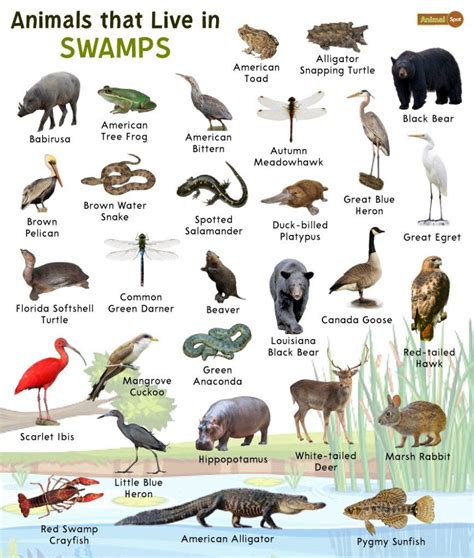 The Animals .